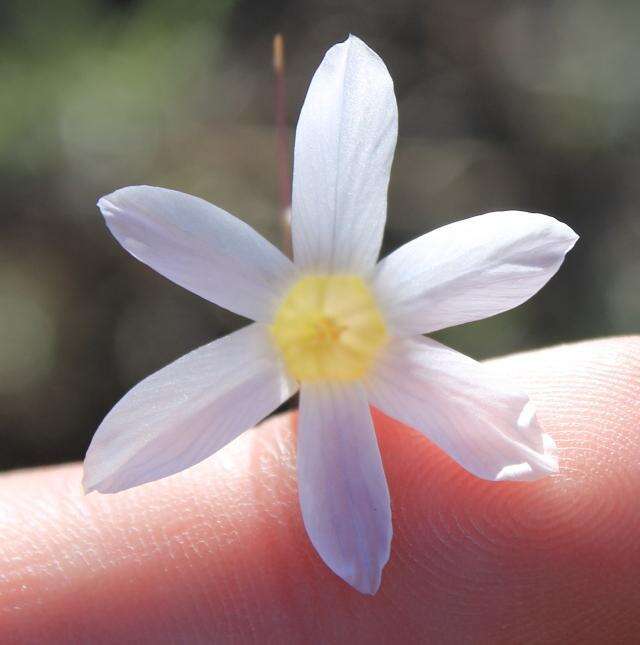 Image of Ixia sobolifera subsp. sobolifera