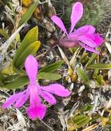 Image de Encyclia jenischiana (Rchb. fil.) Porto & Brade