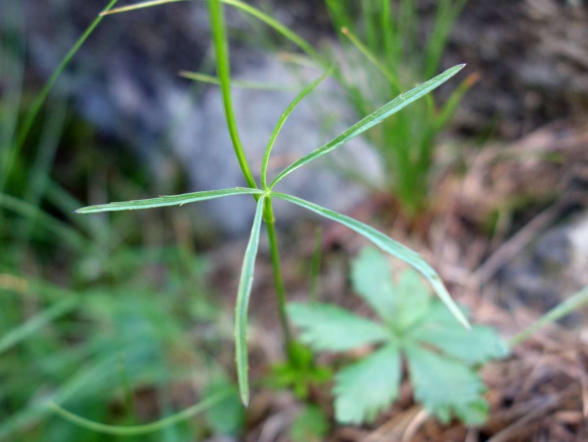 Imagem de Astrantia minor L.