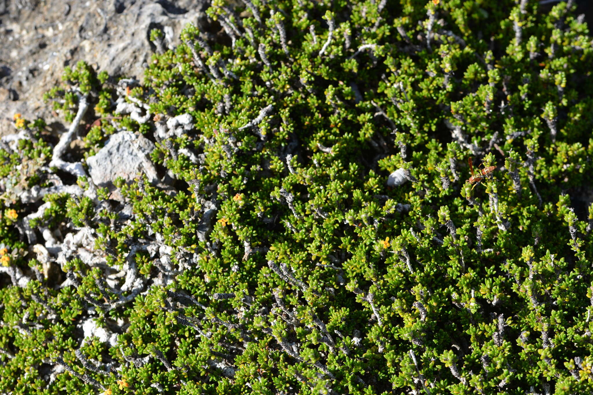 Image of saltwater bush