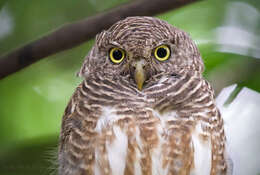 Image of Glaucidium cuculoides bruegeli (Parrot 1908)