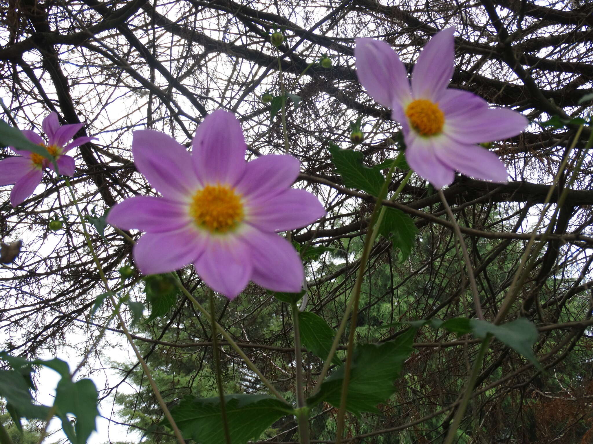 Image of Dahlia sorensenii H. V. Hansen & J. P. Hjerting