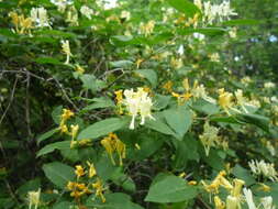 Image of Manchurian honeysuckle