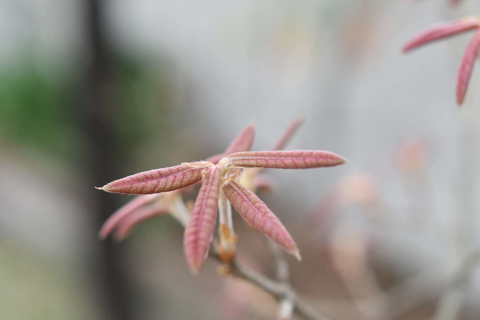 Imagem de Quercus crispipilis Trel.