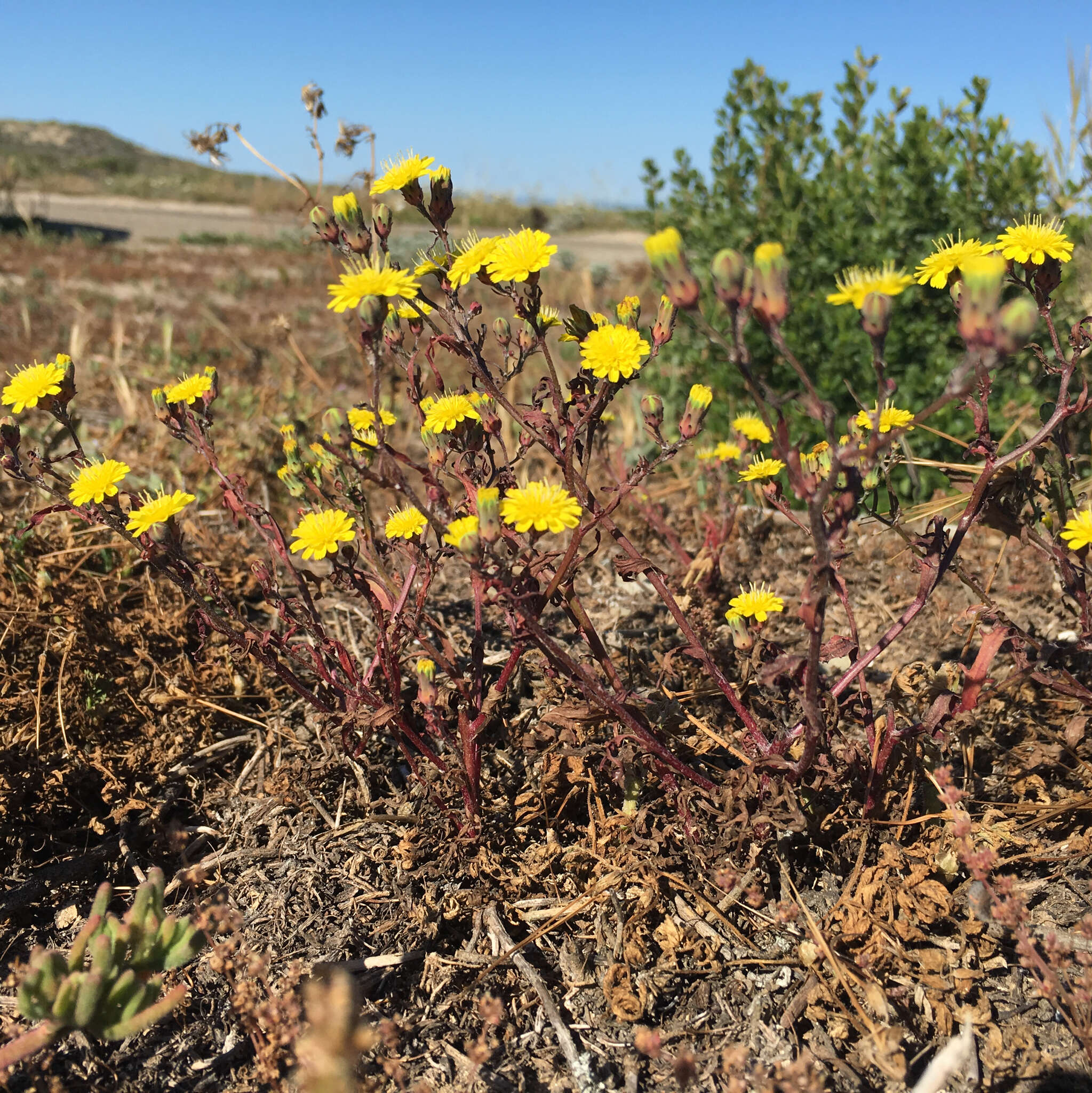 Image of manyhead desertdandelion