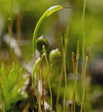 Image of trematodon moss
