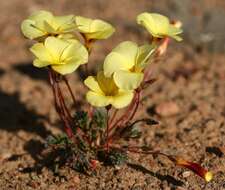 Image of Oxalis massoniana var. flavescens T. M. Salter