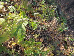 Image of Tanacetum macrophyllum (Waldst. & Kit.) Sch. Bip.