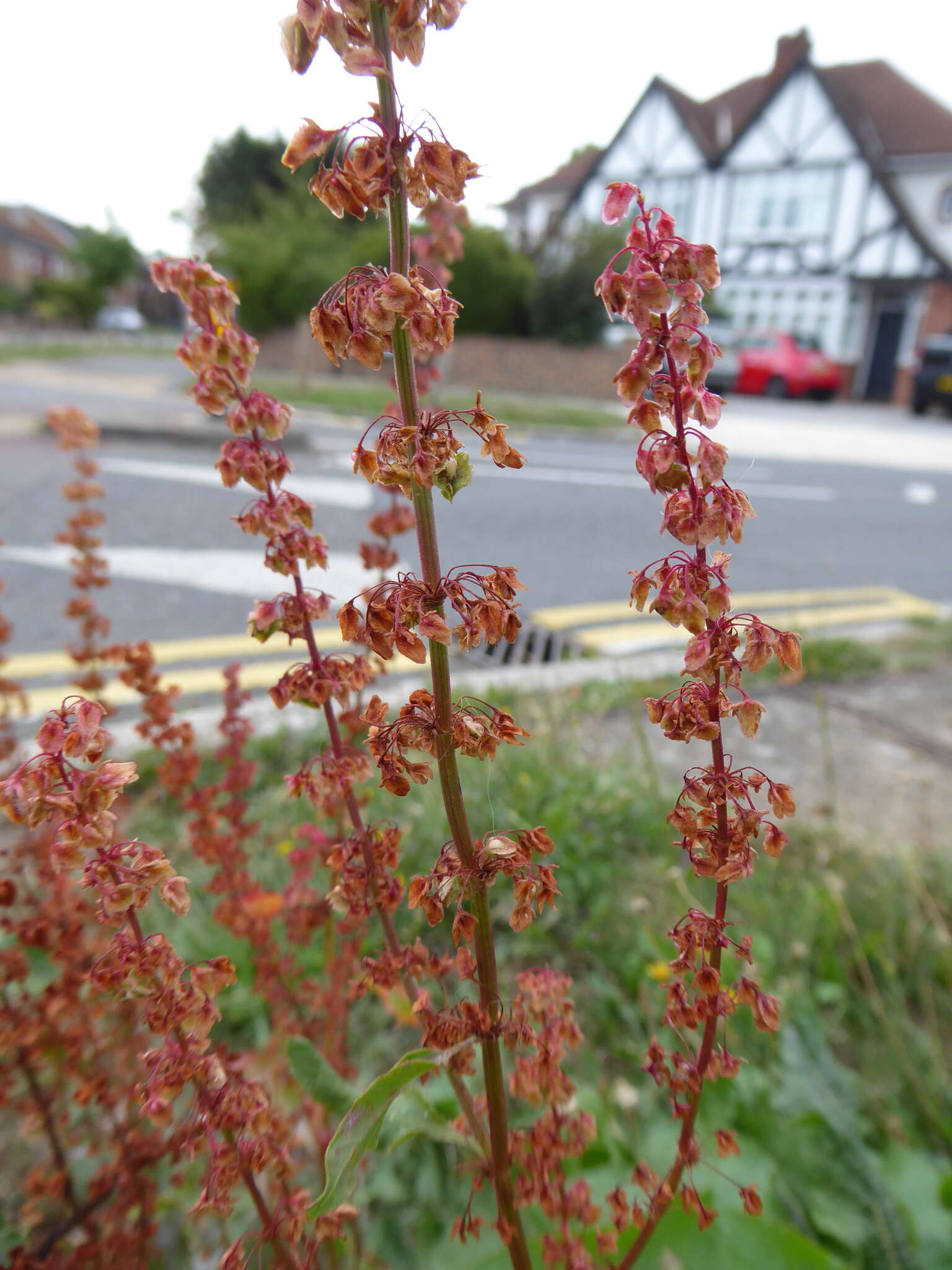 Rumex acutus L.的圖片