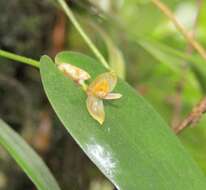 Plancia ëd Pleurothallis pansamalae Schltr.