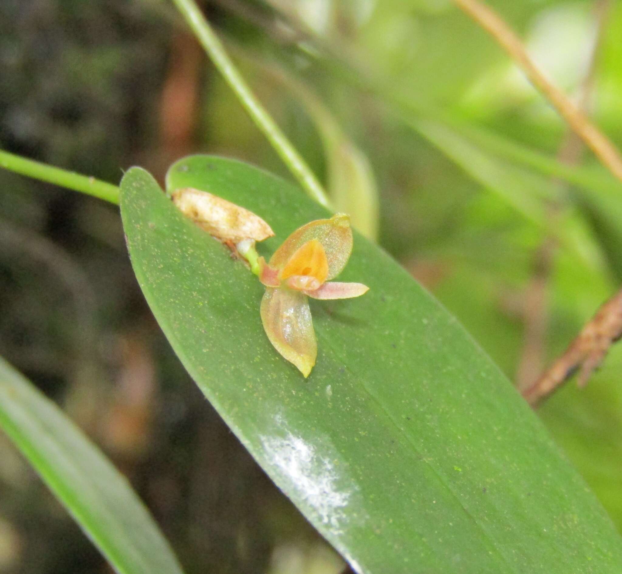 Imagem de Pleurothallis pansamalae Schltr.