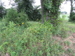 Слика од Helianthus hirsutus Rafin.