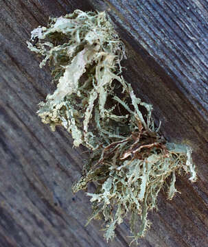 Image of farinose cartilage lichen