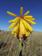 Image de Kniphofia grantii Baker