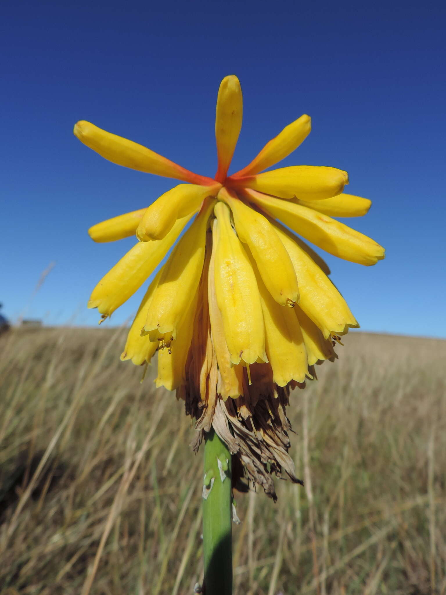 Image de Kniphofia grantii Baker