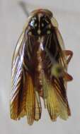Image of Euphyllodromia angustata (Latreille 1811)