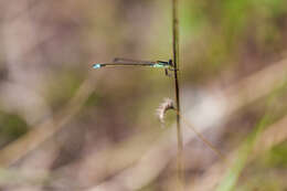 Image of Rambur's Forktail