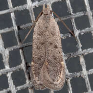 Image of Anacampsis comparanda Meyrick 1929