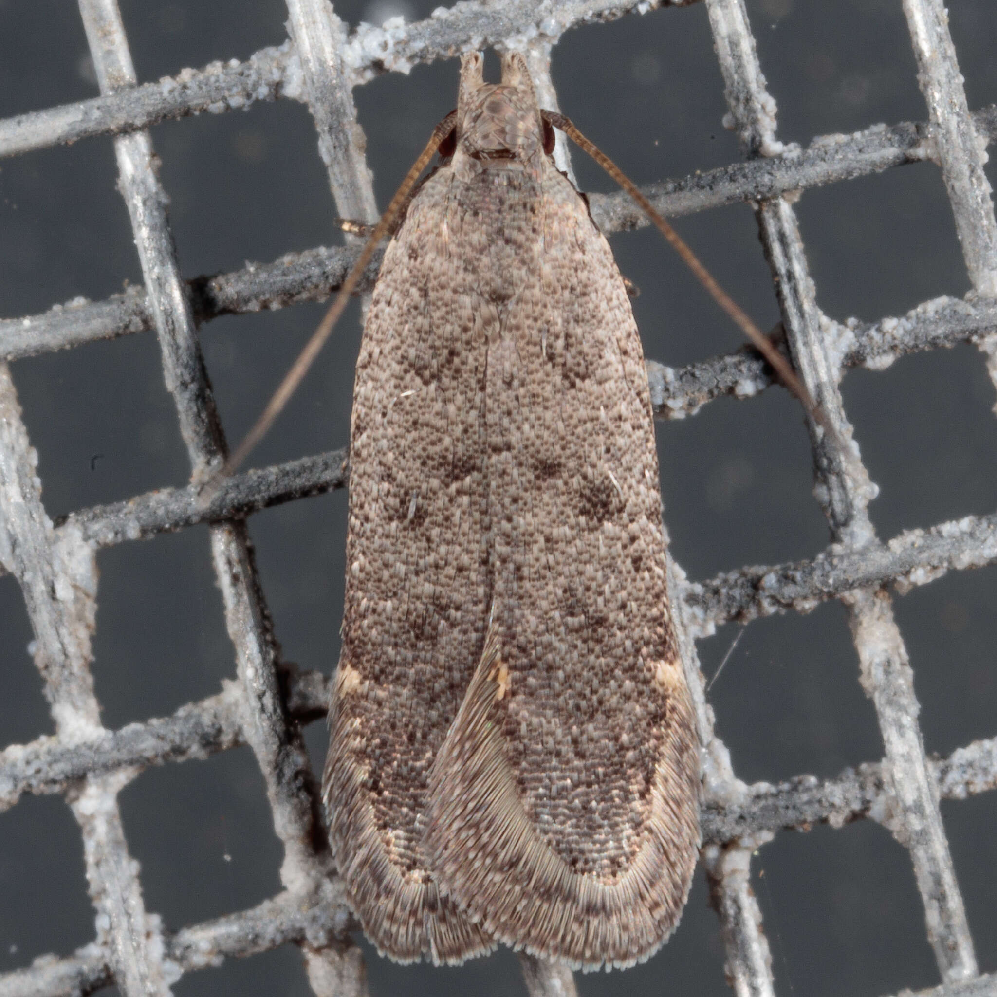 Image of Anacampsis comparanda Meyrick 1929