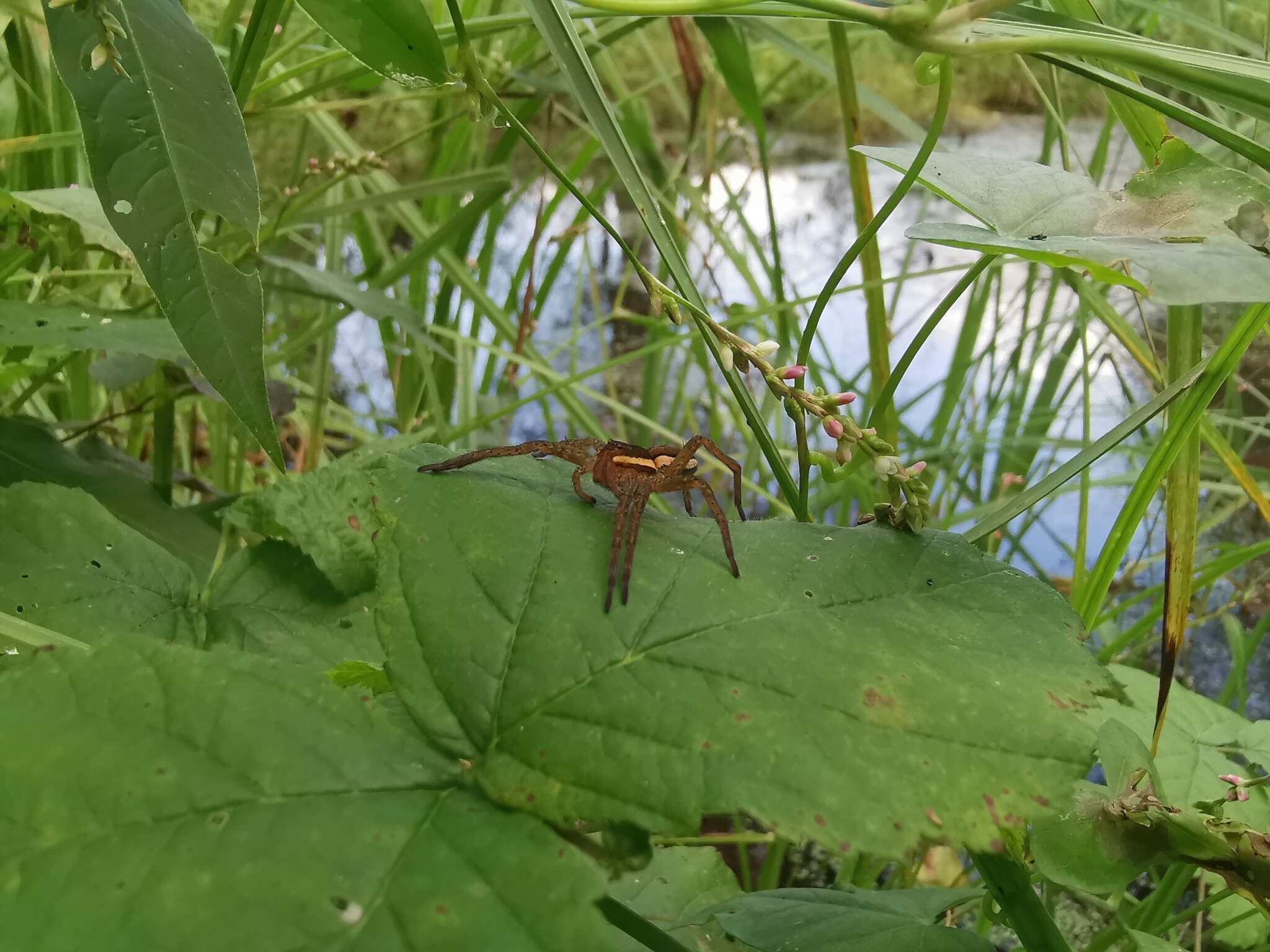 Dolomedes fimbriatus (Clerck 1757) resmi