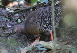 Image of Eastern Thicket Tinamou