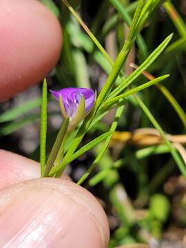 Plancia ëd Psoralea oreophila Schltr.