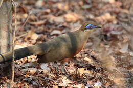 Image of Coquerel's Coua