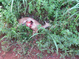 Image of South American Red Brocket