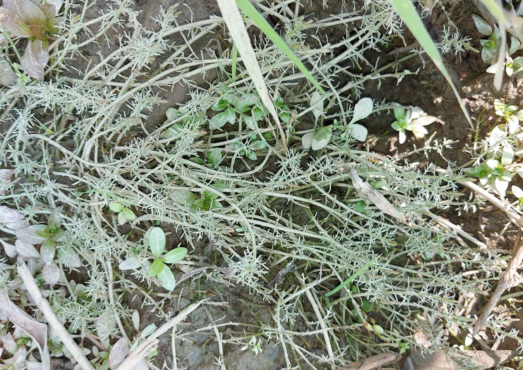 Sivun Myriophyllum ussuriense (Regel) Maxim. kuva