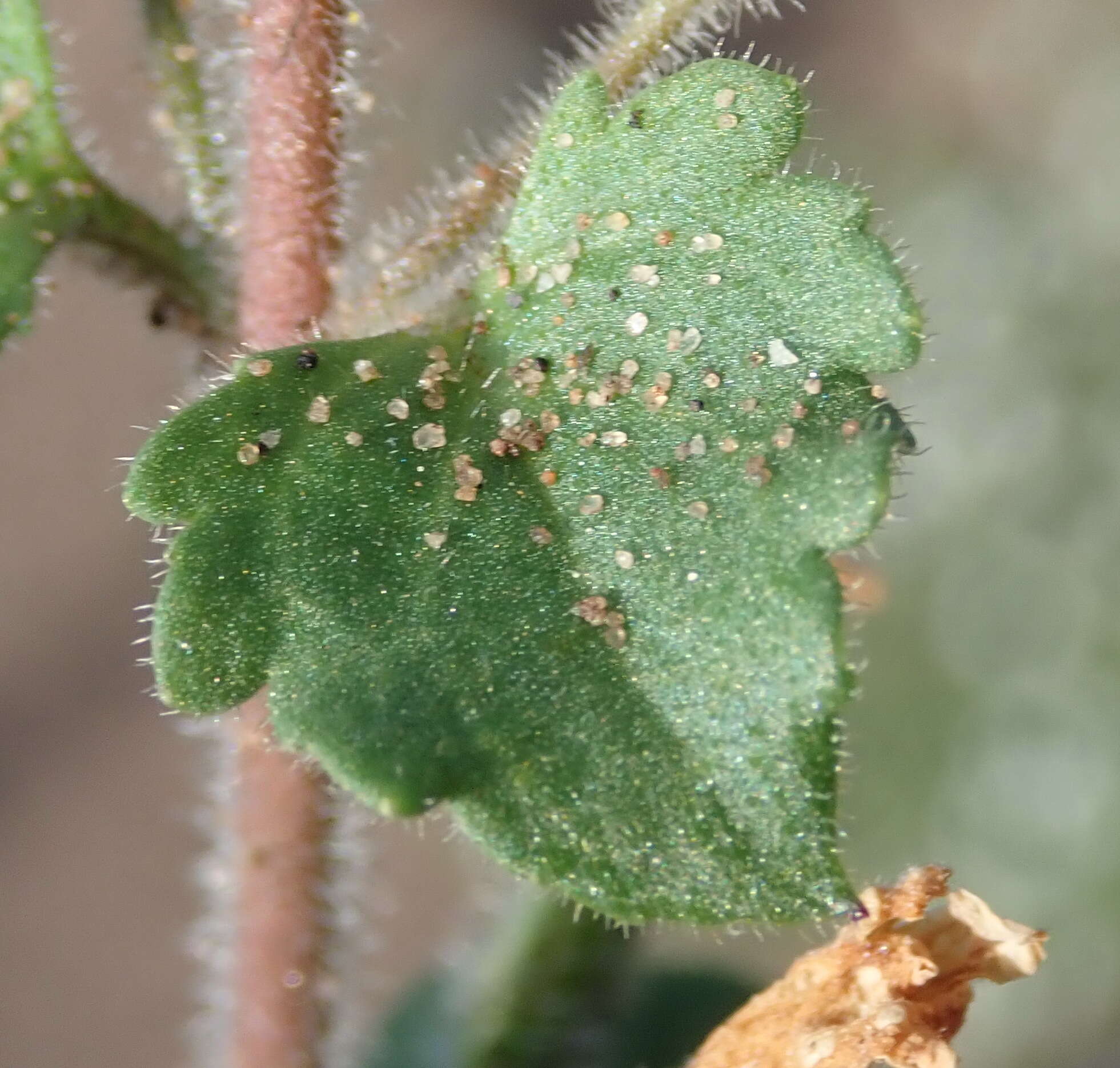 صورة Sutera campanulata (Benth.) O. Kuntze