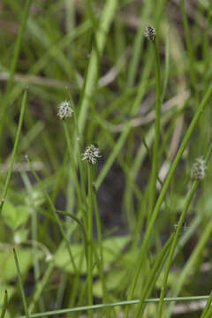 Image of Eleocharis ussuriensis Zinserl.