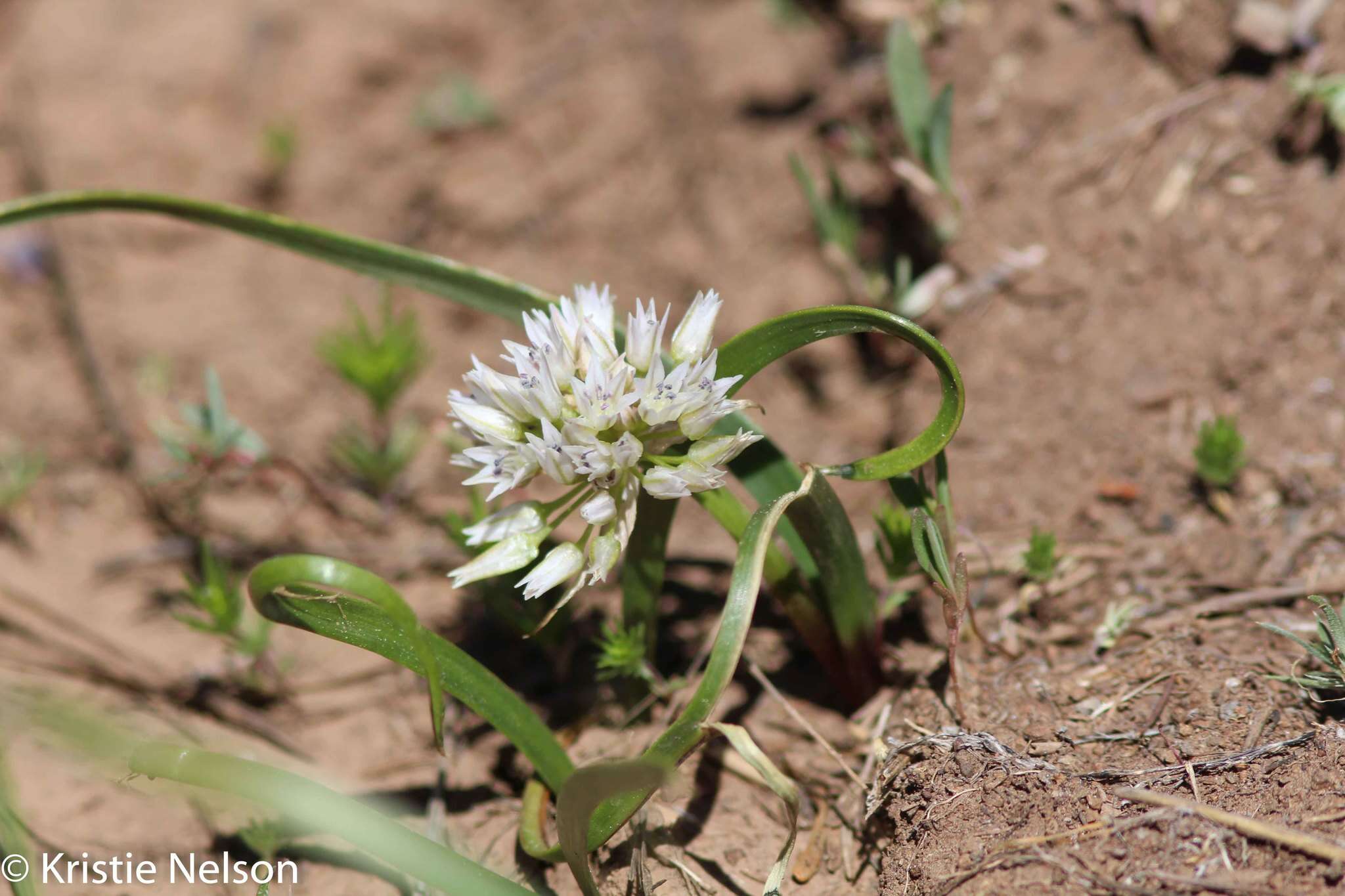 Image of Tolmie's onion