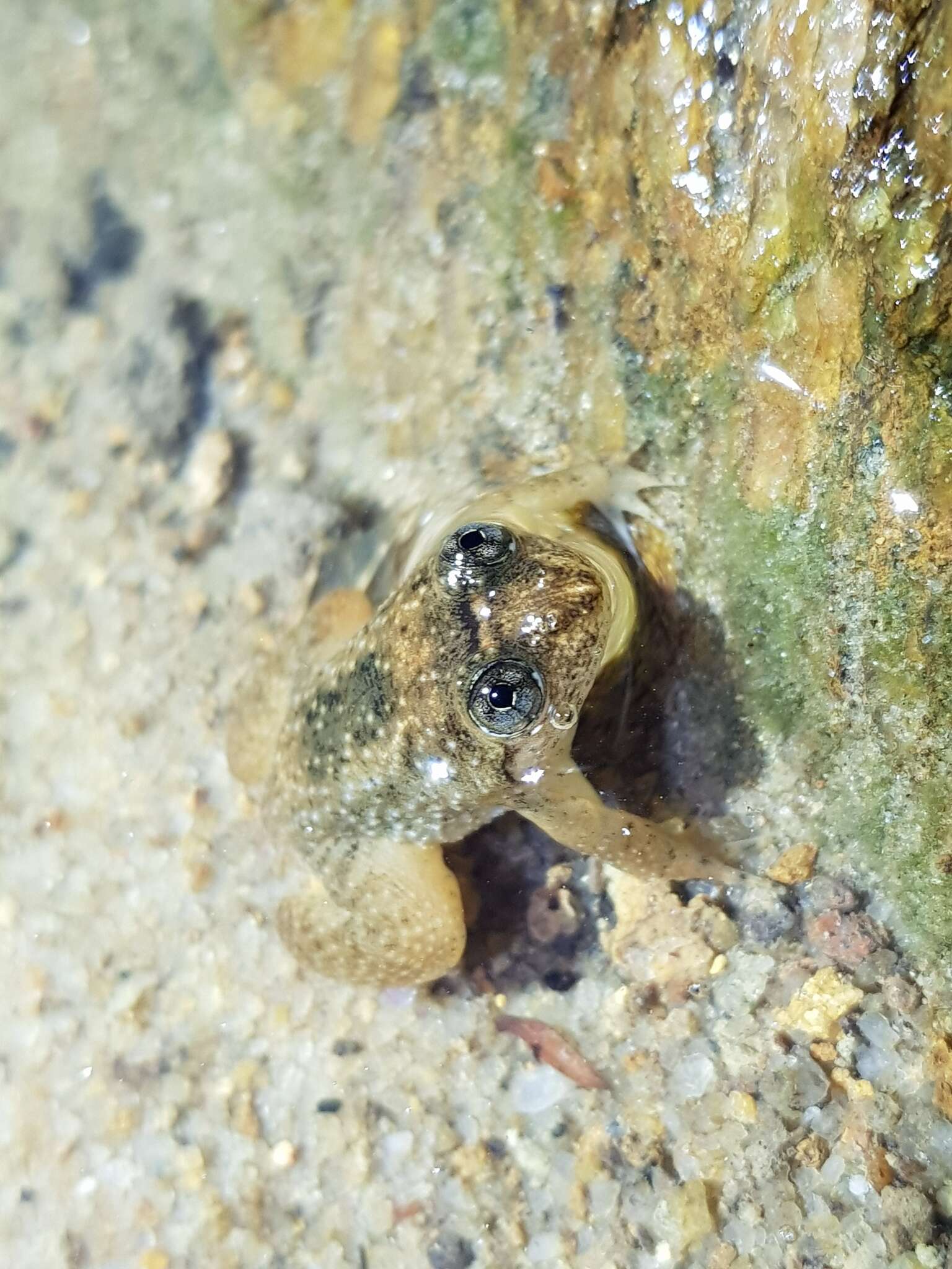 Image of Corrugated water frog