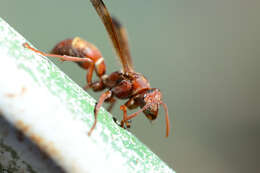 Image of Polistes madiburensis Schulthess 1921