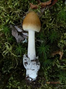 Image of Amanita sinicoflava Tulloss 1988