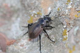 Calosoma (Campalita) chlorostictum chlorostictum Dejean 1831 resmi