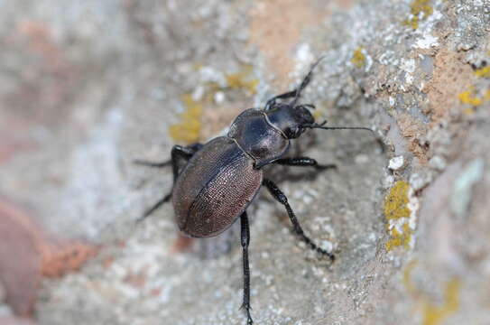 Imagem de Calosoma (Campalita) chlorostictum chlorostictum Dejean 1831