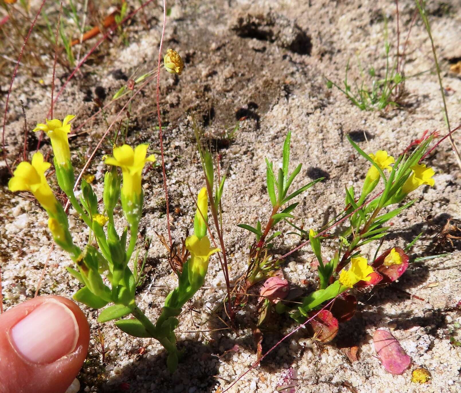 Image of Sebaea pusilla Cham.