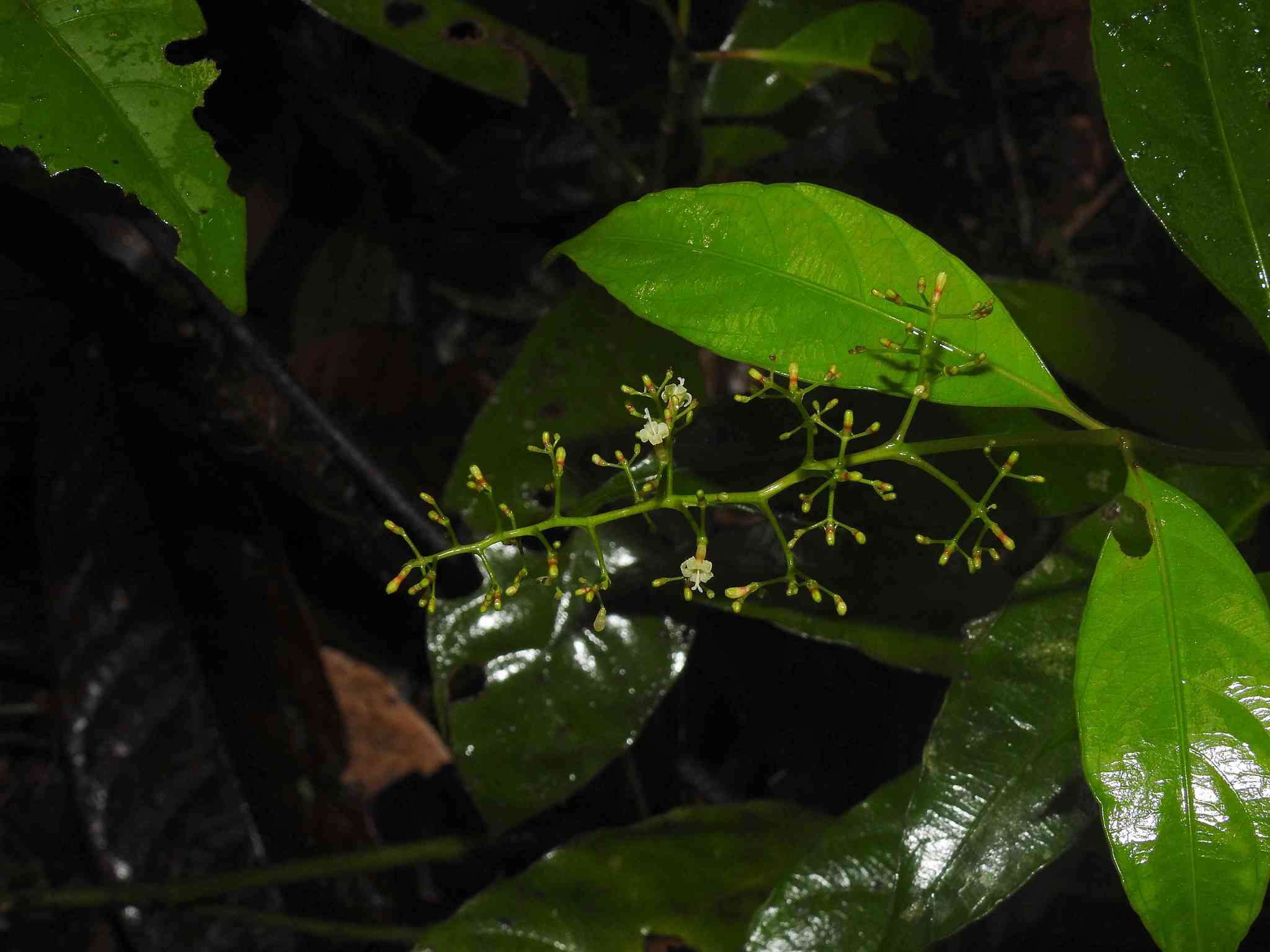 Image de Palicourea paniculata (L. fil.) P. L. R. Moraes & C. M. Taylor