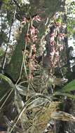 Image of Bulbophyllum reflexiflorum H. Perrier