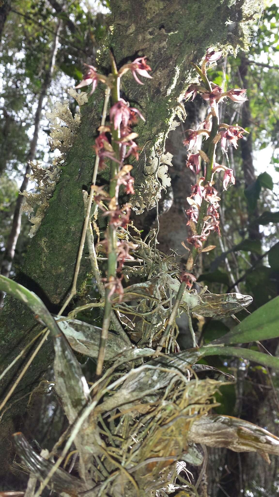 Image de Bulbophyllum reflexiflorum H. Perrier