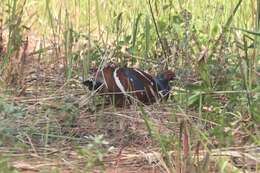 Image of Hume's Bar-tailed Pheasant