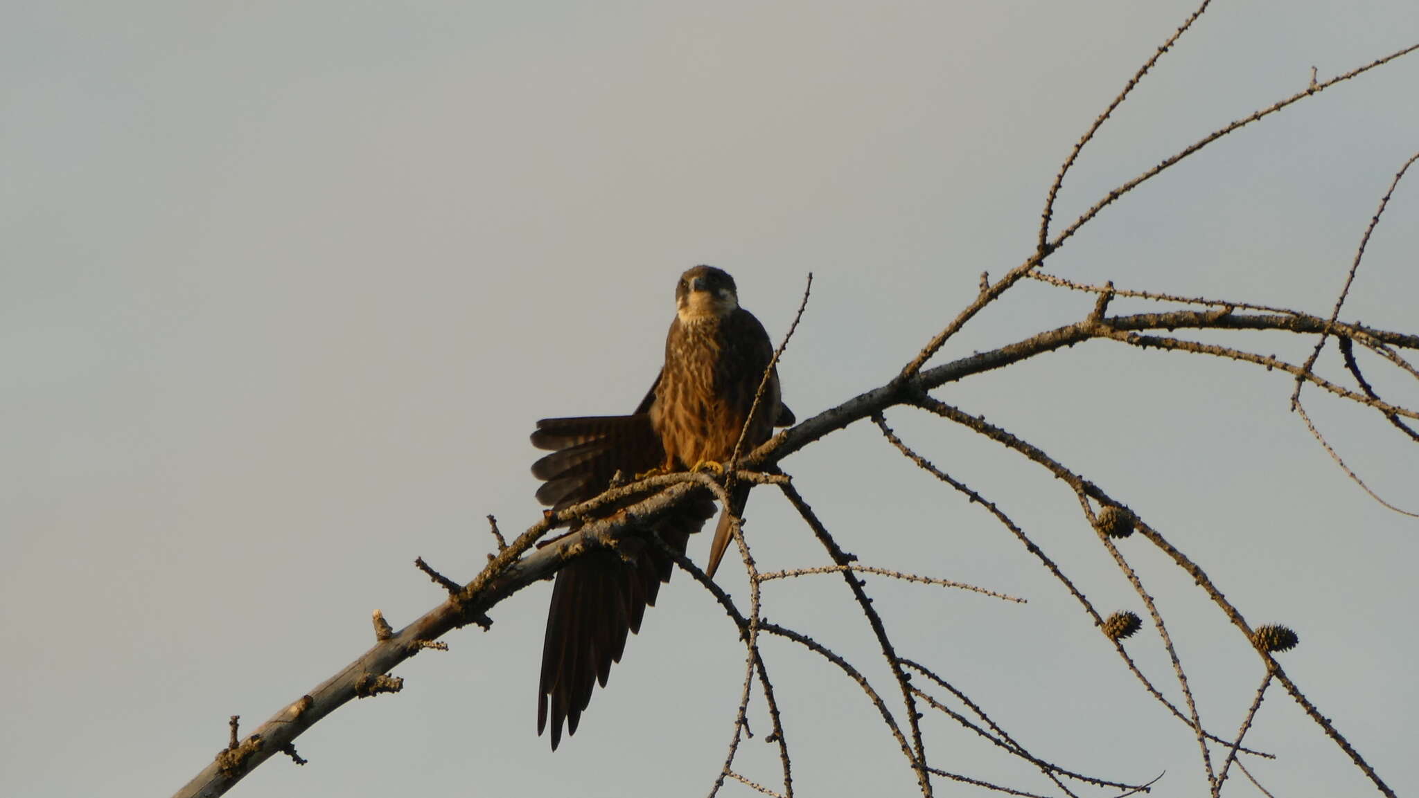 Image of Eurasian Hobby