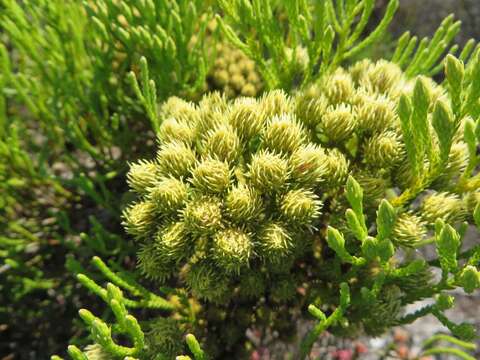 Image of Brunia paleacea Berg.