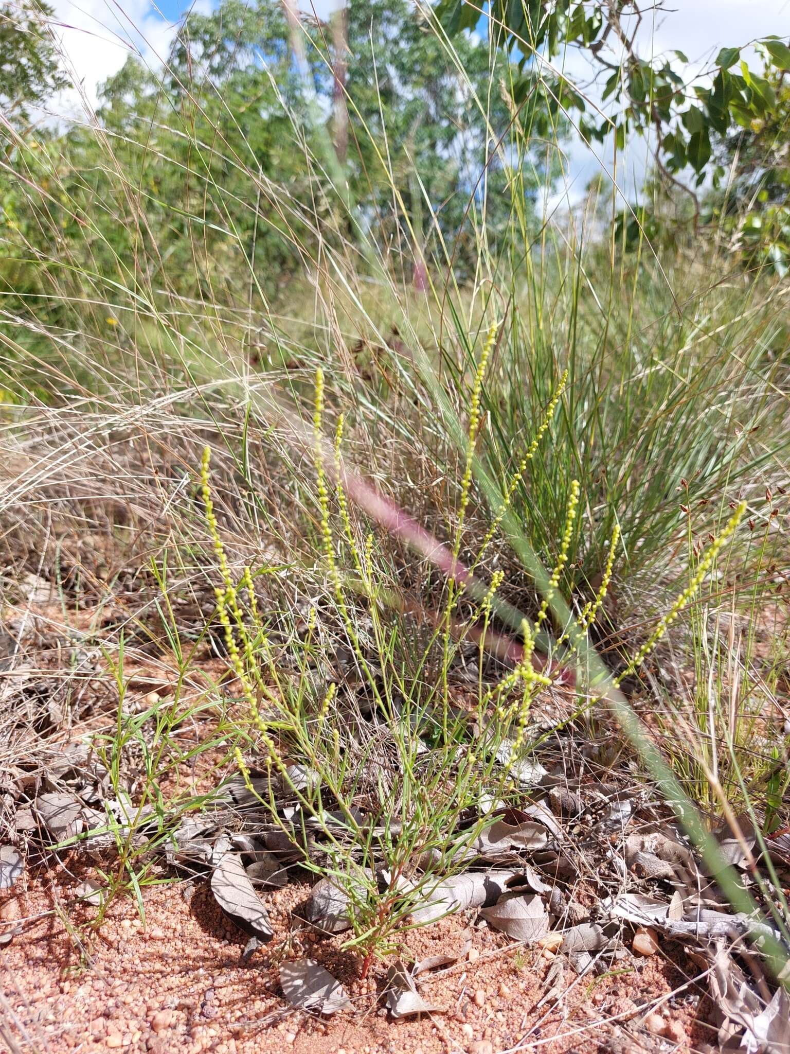 Image of Lophiocarpus tenuissimus Hook. fil.