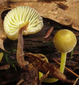 Image of Mycena epipterygia (Scop.) Gray 1821