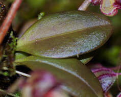 Image of Masdevallia nidifica Rchb. fil.