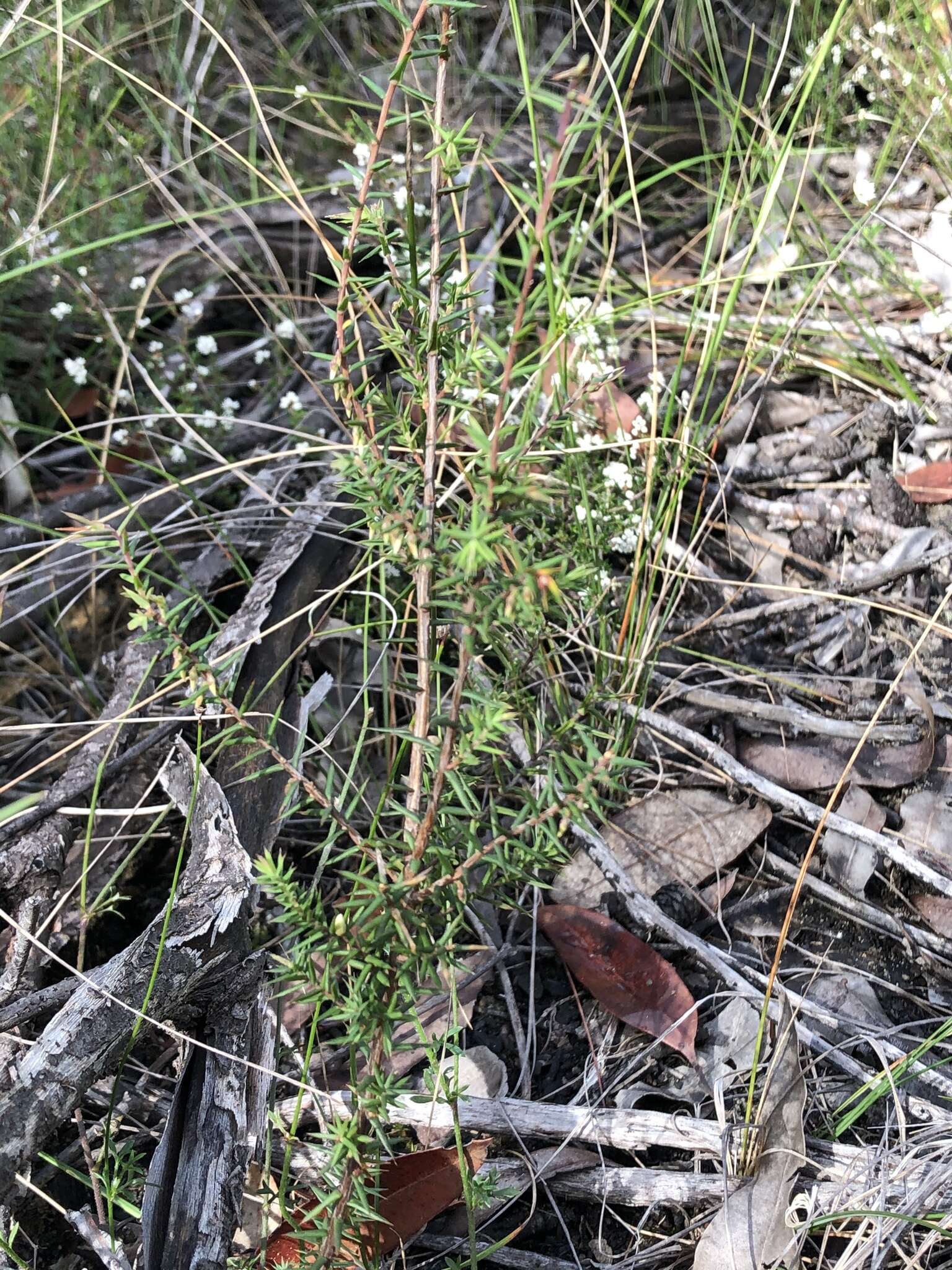 Image of Styphelia fletcheri subsp. fletcheri