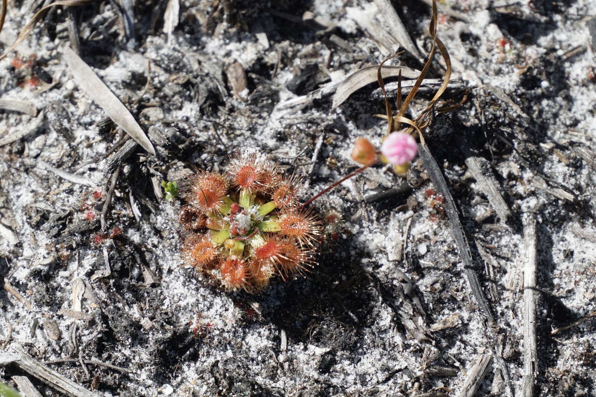 Image de Drosera pulchella Lehm.