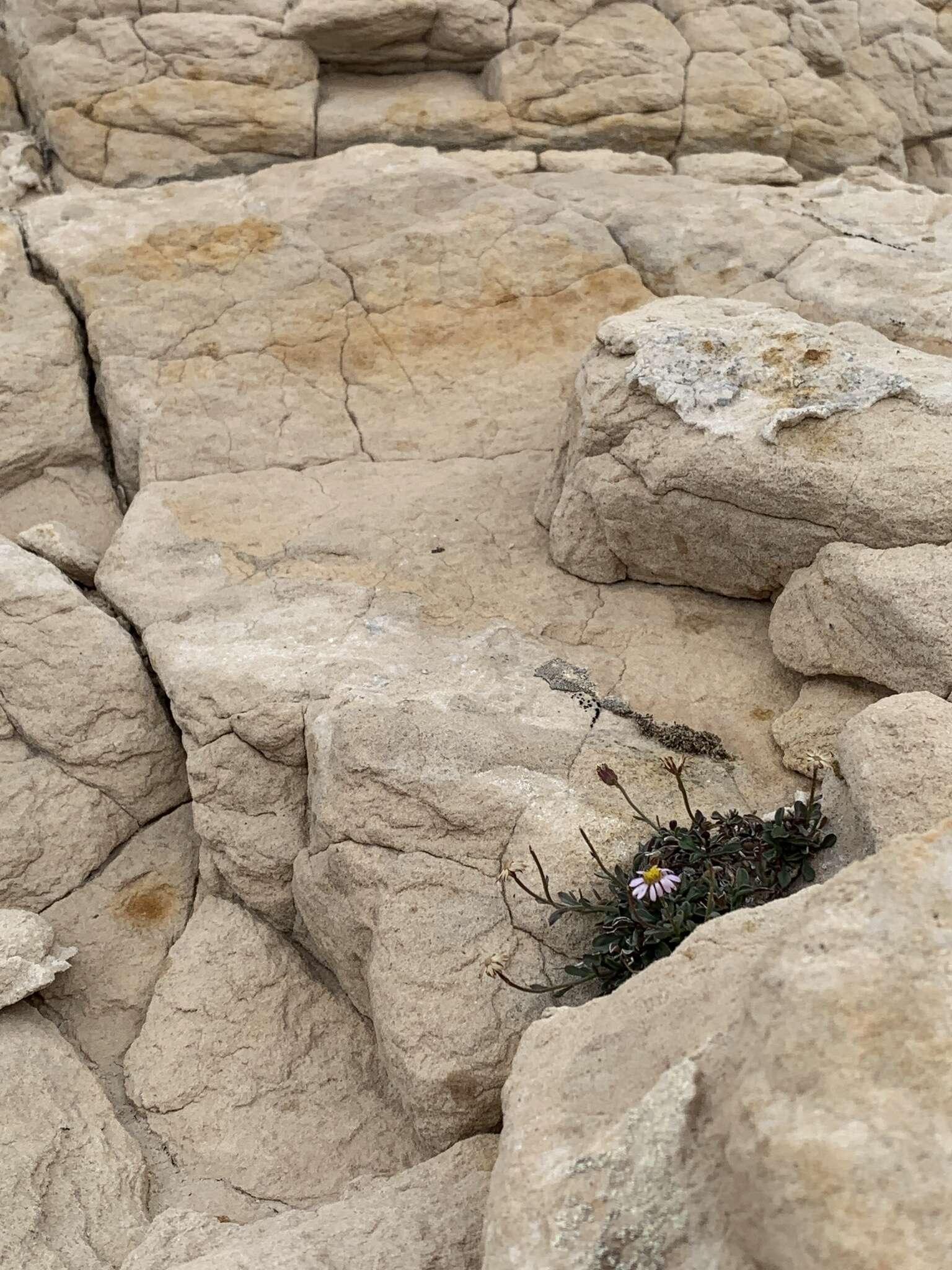 Image of Kachina Fleabane